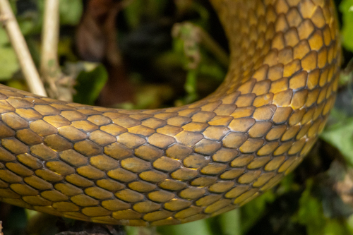 Oriental Rat Snake