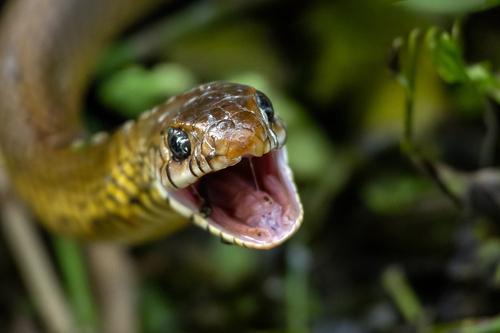 Oriental Rat Snake