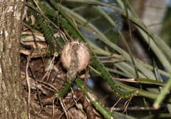 Selenicereus spinulosus