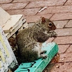 Sciurus carolinensis