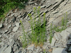 Descurainia sophioides