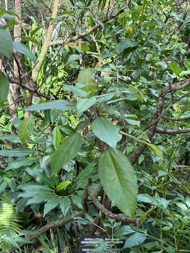 Pipturus albidus observed 2026-01-16
