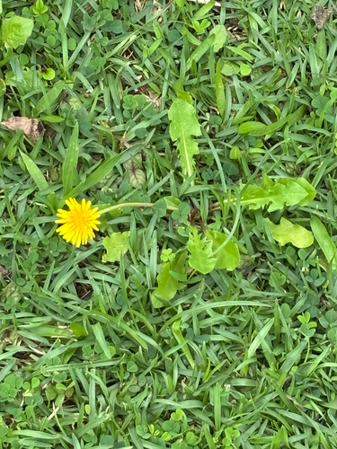 Taraxacum officinale observed 2026-01-16