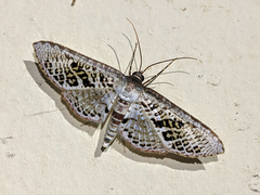 Rhodoneura triumphans