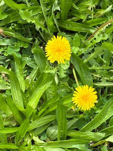Taraxacum officinale observed 2026-01-16