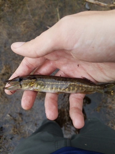 American Pickerel