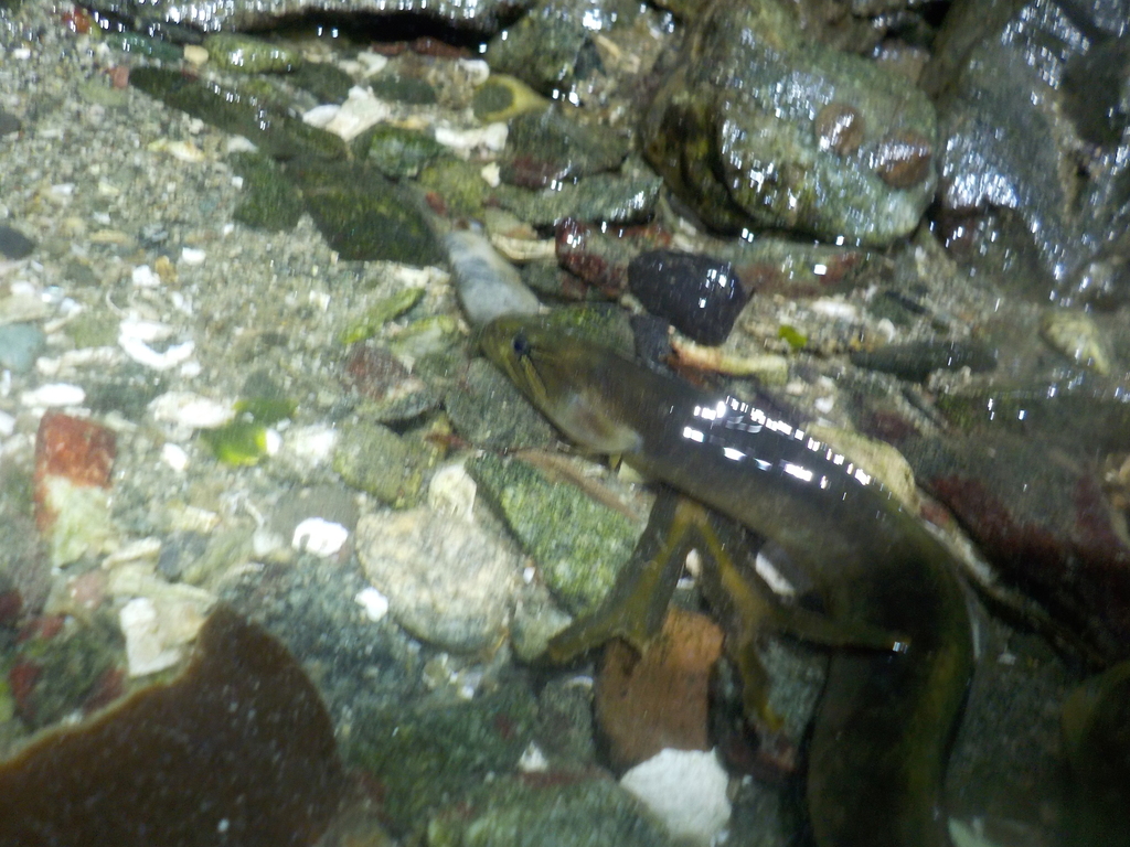 Rock prickleback (Xiphister mucosus) — Stichaeidae
