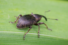 Notaris acridulus