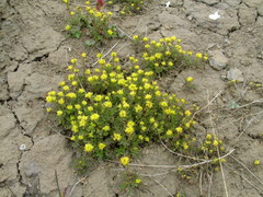 Descurainia sophioides