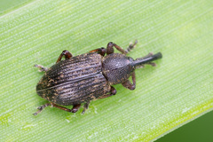 Notaris acridulus