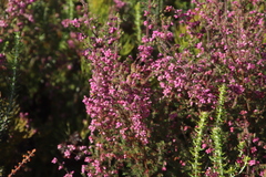 Erica parviflora