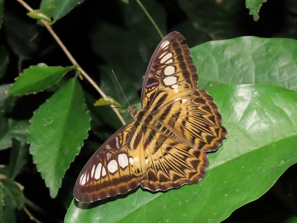 Kallima sylvia (Kallima sylvia)