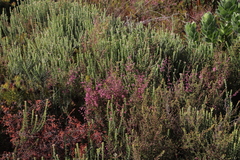 Erica parviflora