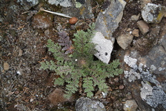 Descurainia sophioides