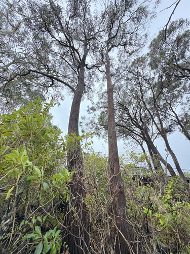 Eucalyptus longifolia, photograph 6