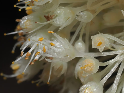 Fideo (Cuscuta spp.)