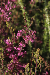 Erica parviflora