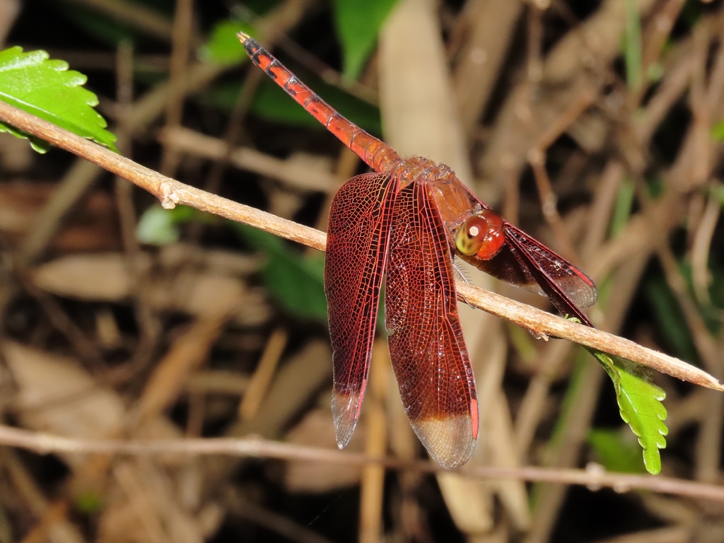Neurothemis terminata (Neurothemis terminata)