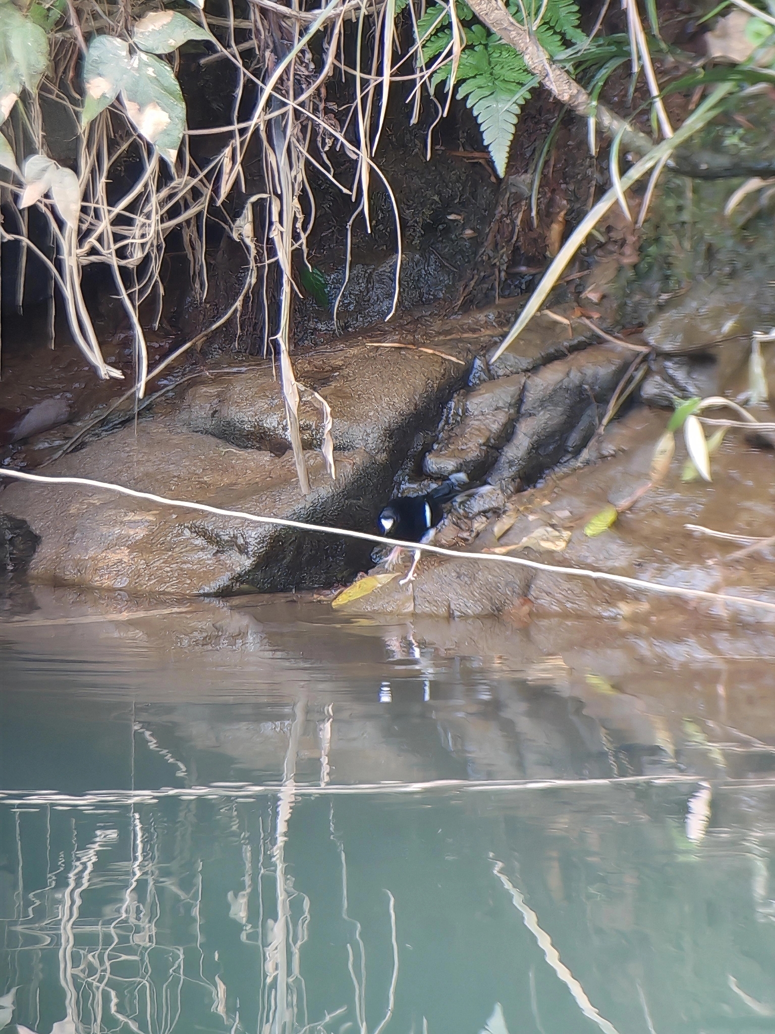 White-crowned Forktail (Enicurus leschenaulti), photo 1