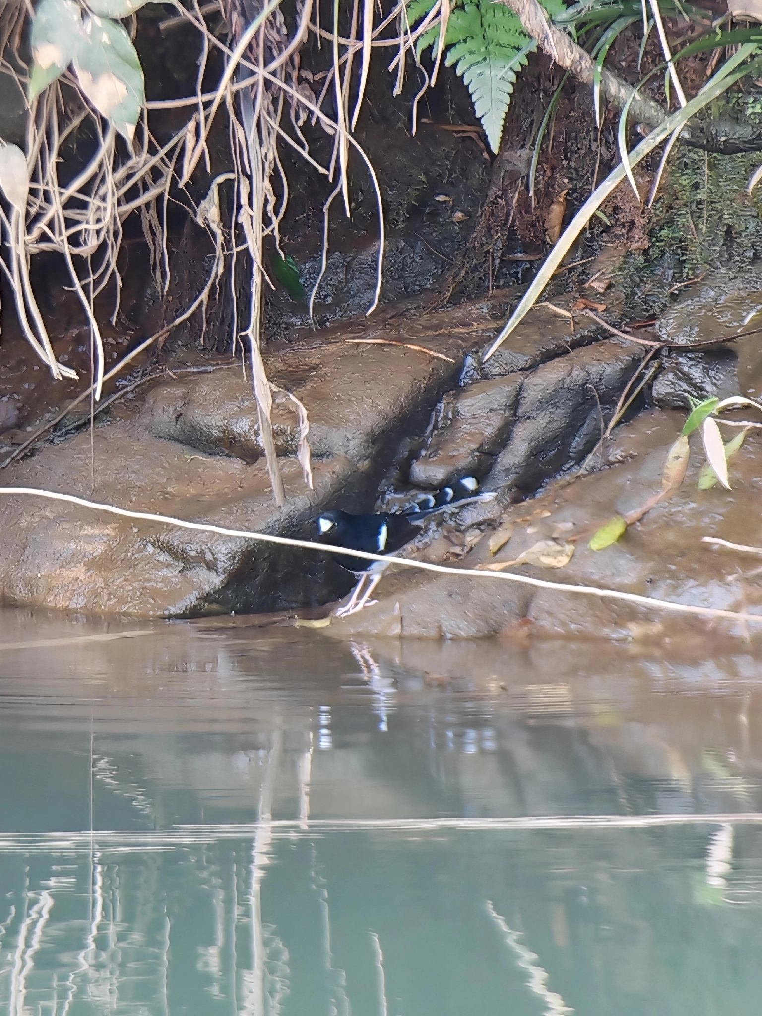 White-crowned Forktail (Enicurus leschenaulti), photo 2