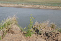 Descurainia sophioides