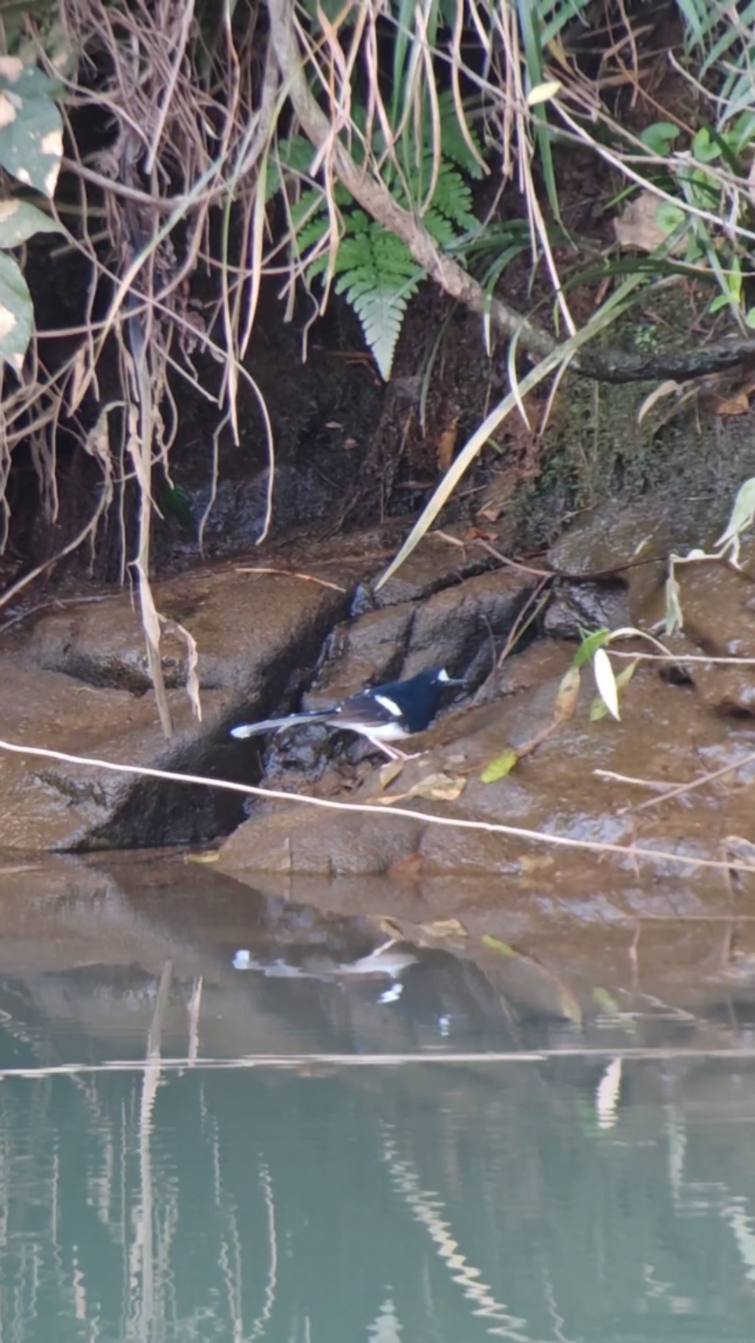 White-crowned Forktail (Enicurus leschenaulti), photo 3
