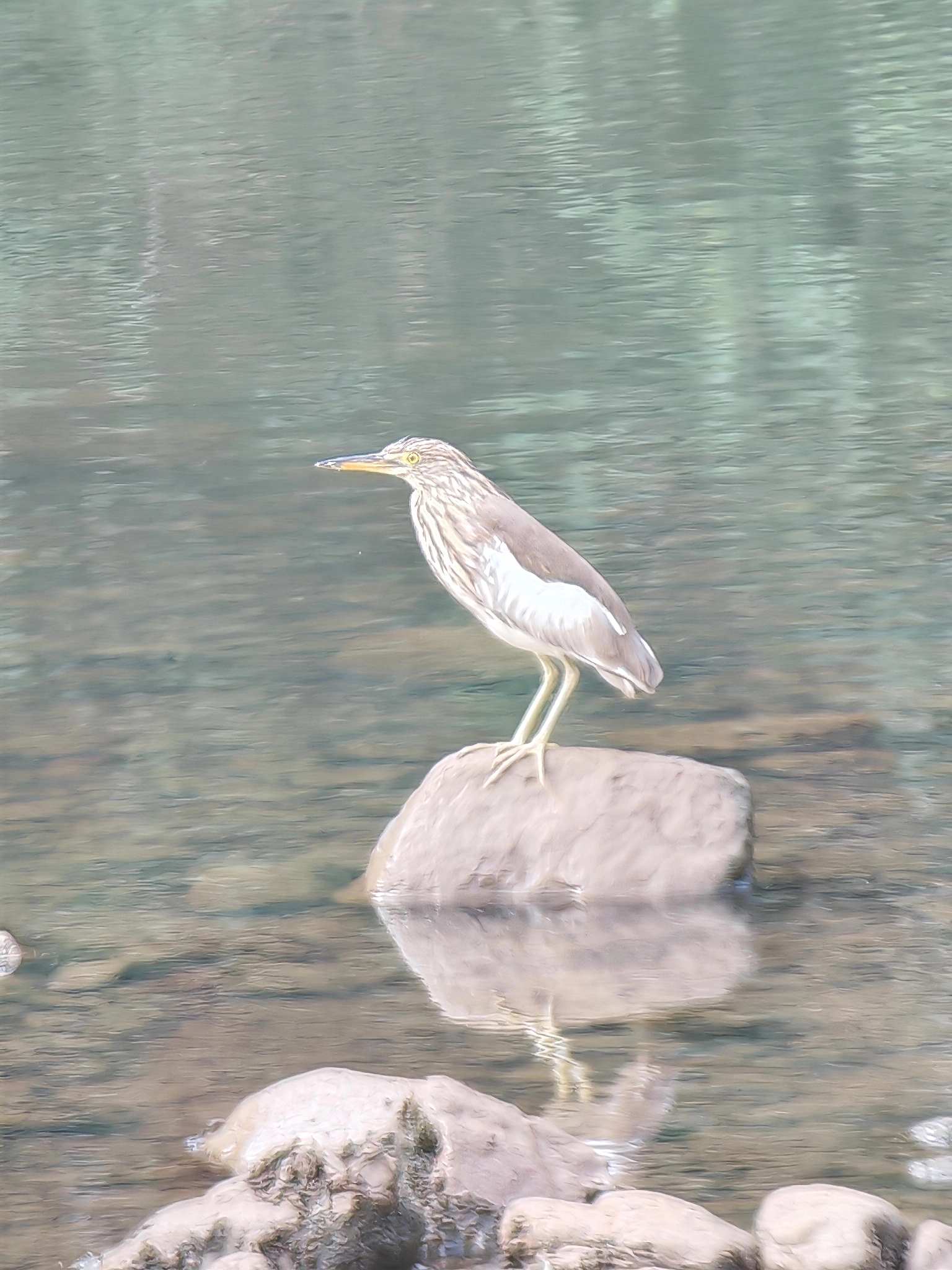 Chinese Pond Heron (Ardeola bacchus), photo 8