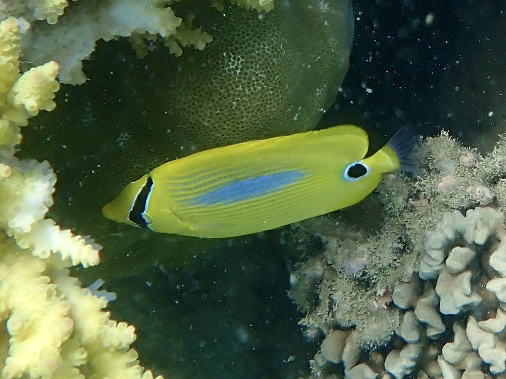Blueblotch butterflyfish (Chaetodon plebeius) — Chaetodontidae
