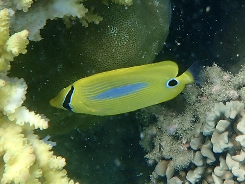 Blueblotch butterflyfish (Chaetodon plebeius) — Chaetodontidae