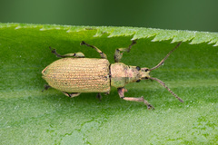 Phyllobius maculicornis