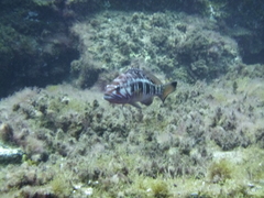 Serranus atricauda