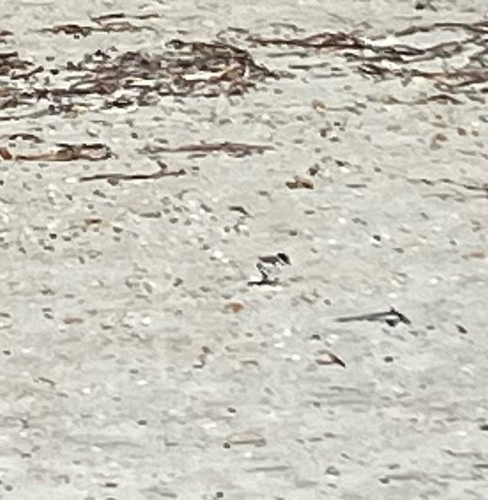 Hooded Plover (Thinornis cucullatus), photo 6