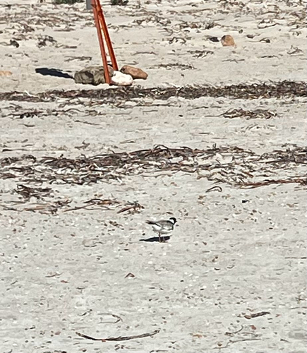 Hooded Plover (Thinornis cucullatus), photo 7