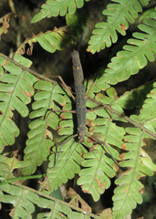 Pygirhynchus toledopizai