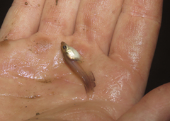 Phyllomedusa burmeisteri