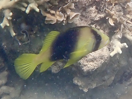 Barred soapfish (Diploprion bifasciatum) — Serranidae — 5