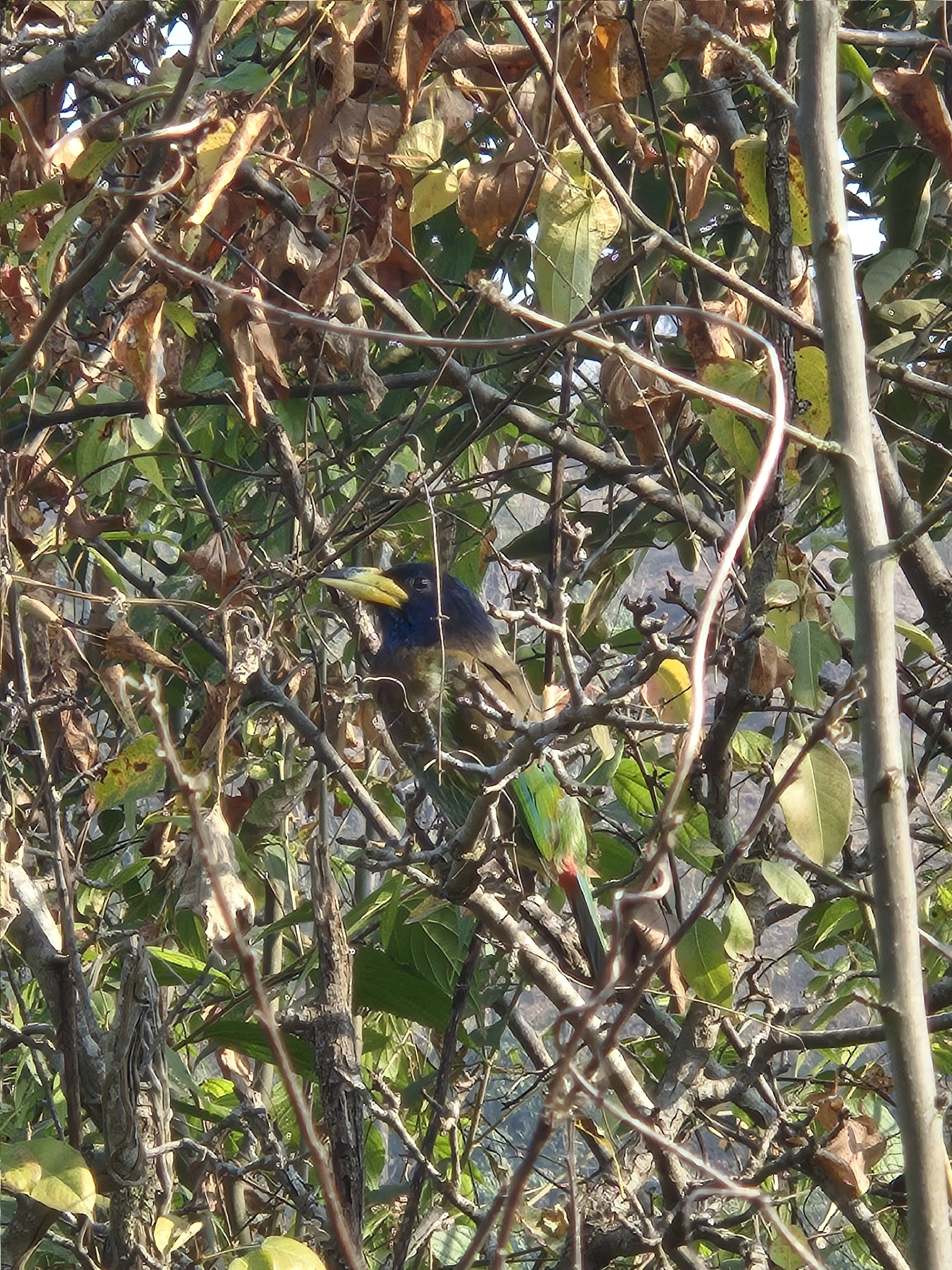 Great Barbet (Psilopogon virens), photo 2