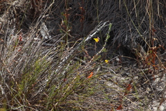 Aspalathus retroflexa bicolor