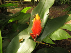 Heliconia episcopalis