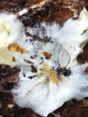 Piloderma