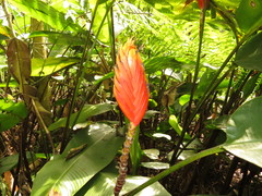 Heliconia episcopalis