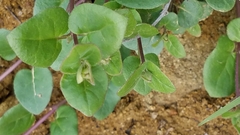 Ribes viburnifolium