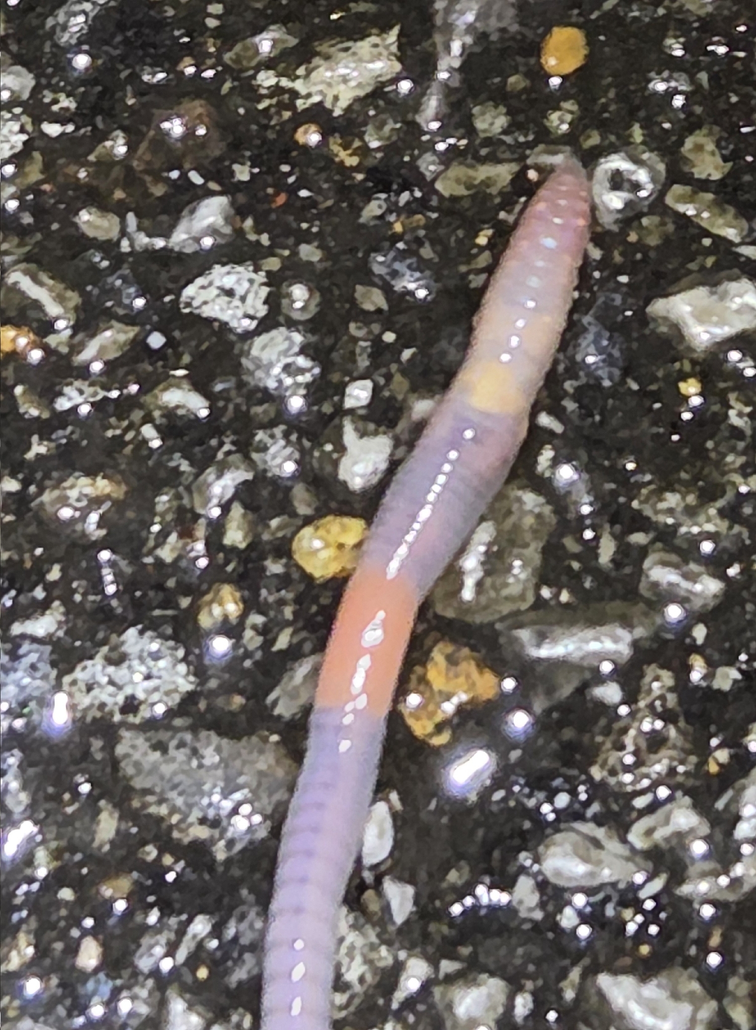Octolasion cyaneum (Savigny, 1826)