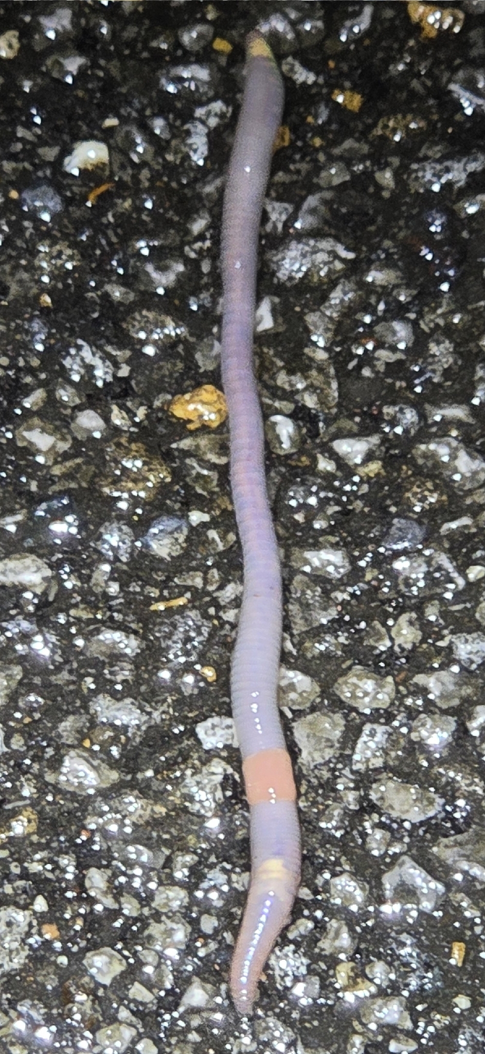 Octolasion cyaneum (Savigny, 1826)