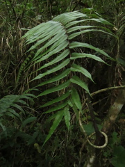 Blechnum cordatum