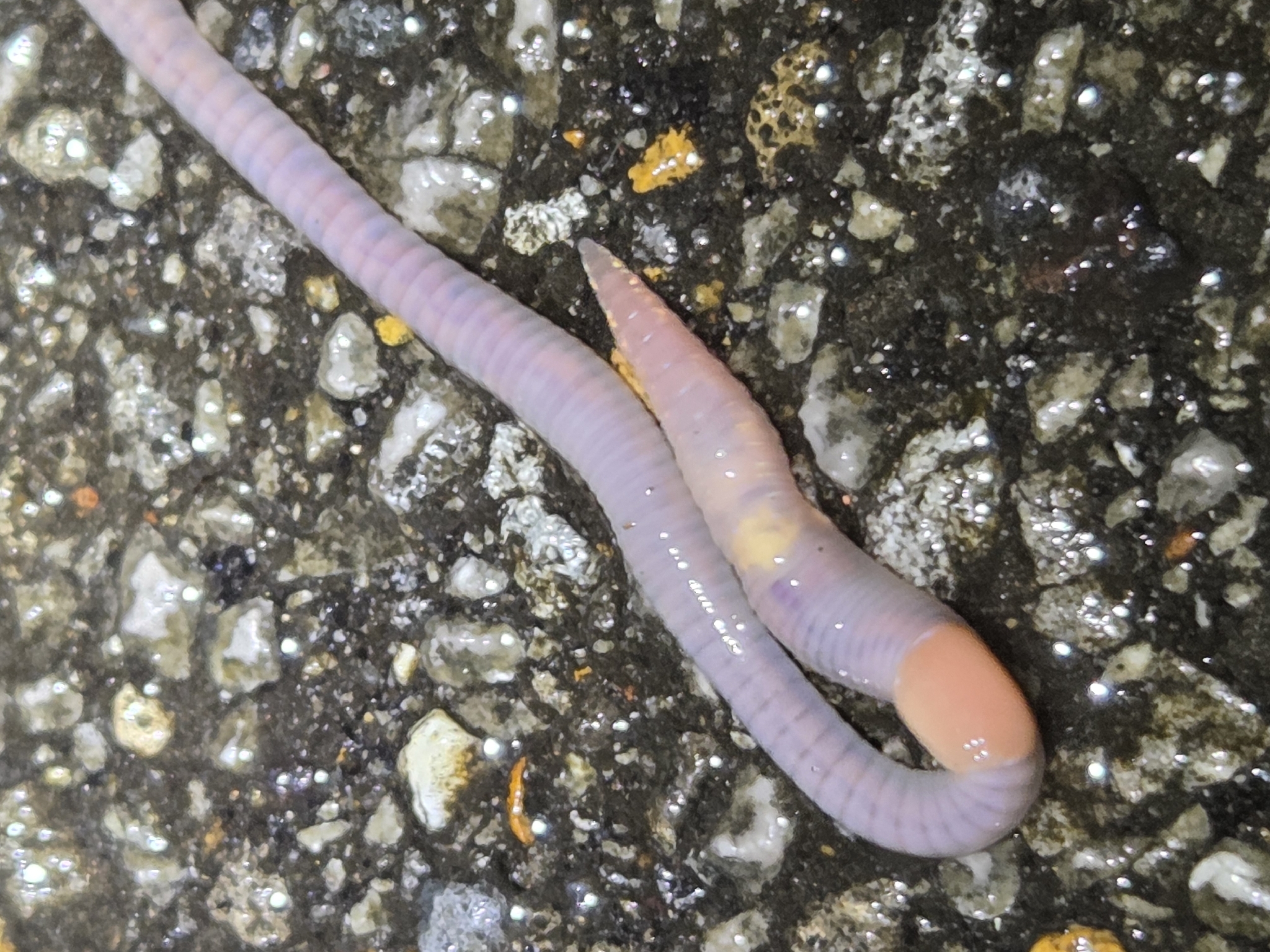 Octolasion cyaneum (Savigny, 1826)