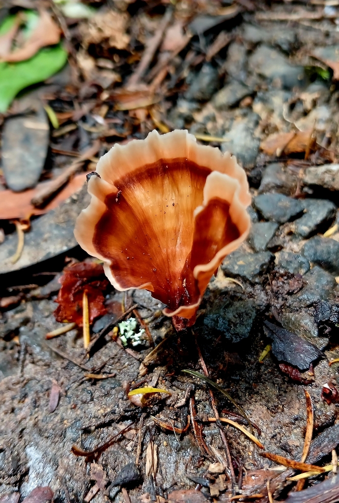 Podoscypha petalodes · January 2026 · photo: © georgiasteel (iNaturalist, cc0)