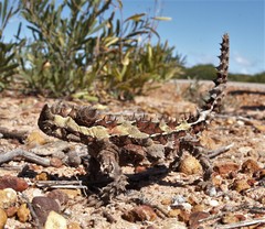 Moloch horridus