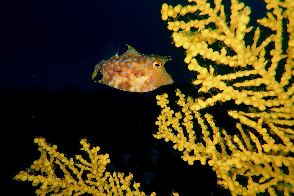 Thornback cowfish (Lactoria fornasini) — Ostraciidae