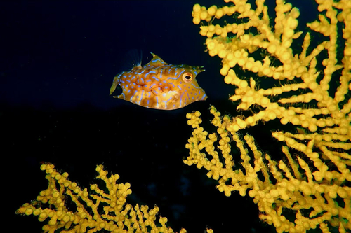 Thornback cowfish (Lactoria fornasini) — Ostraciidae